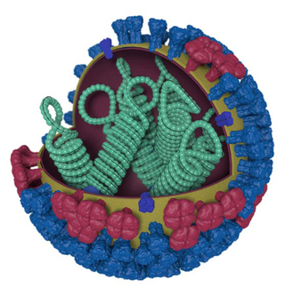 Conceptual image of a flu virus. The outer layer of blue spikes latch on to target cells. (Image: CDC)